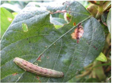 Gambar. Gejala Serangan S. litura            Sumber : Foto Langsung  