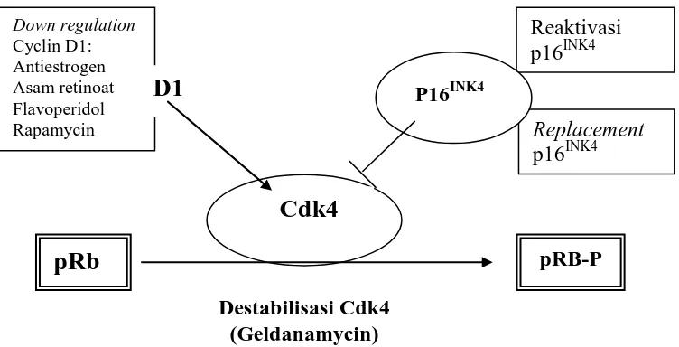 Gambar 1. Strategi menurunkan level cdk4 yang memodulasi progresi cell cycle  