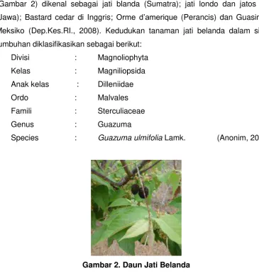 Gambar 2. Daun Jati Belanda 