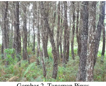 Gambar 2. Tanaman Pinus 