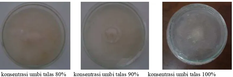 Gambar 2. dan Gambar 3. menunjukkan bahwa miselium jamur tiram lebih bagus dibandingkan dengan 