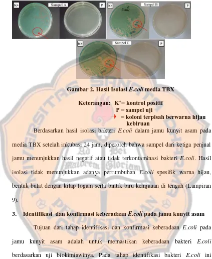 Gambar 2. Hasil Isolasi E.coli media TBX  