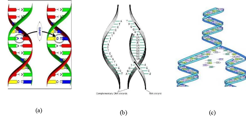 Gambar 2. Representasi grafis model sederhana untuk rantai DNA [16] 