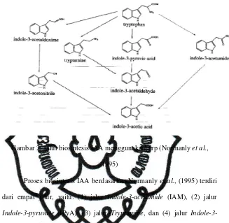 Gambar 2. Jalur biosintesis IAA menggunakan Trp (Normanly et al., 