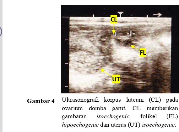 Gambar 4 Ultrasonografi korpus luteum (CL) pada ovarium domba garut. CL memberikan 