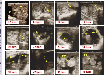 Gambar 5 Ultrasonografi kebuntingan domba garut. Hari ke-12 sampai hari ke-20 hanya 