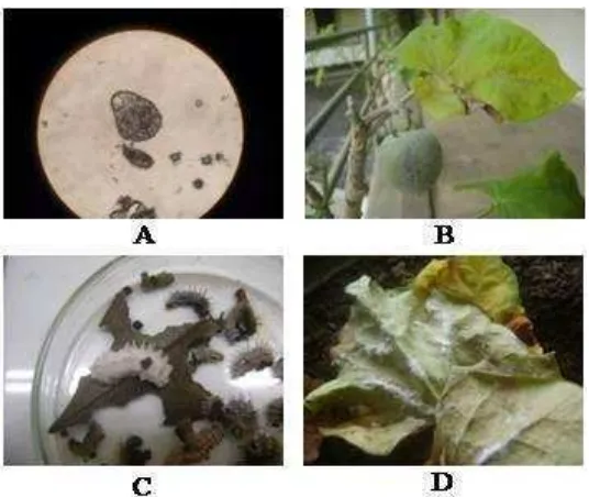 Gambar 3 Embun tepung ( Oidiumpowdery mildew) Oidium sp.  (A) Morfologi daun jarak pagar yang terserang  sp
