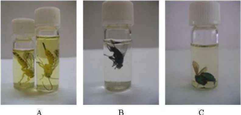 Gambar 2 Xanthopimpla gampsura (Ichneumonidae) (A) Sarchopaga sp. (Sarcophagidae) (B) Chrysis sp