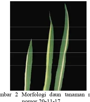 Tabel 2 Kisaran rata-rata karakter vegetatif dan reproduktif tanaman mutan M2 