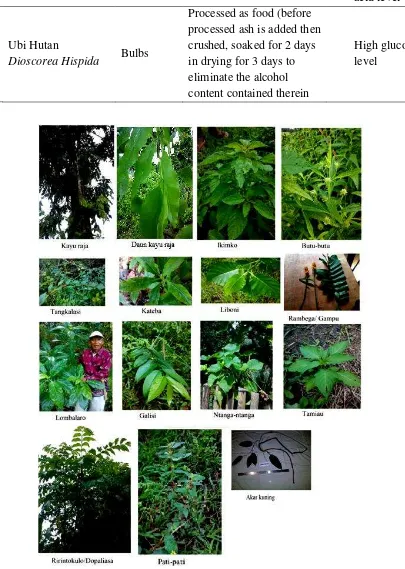 Figure 1.  Medicinal plants use  by Moronene Ethnic at Tobu Hukaea-Laea which scientific                      name are still undiscovered