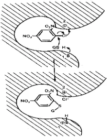 Gambar 2. Mekanisme Aktivitas Glutation S-Transferase