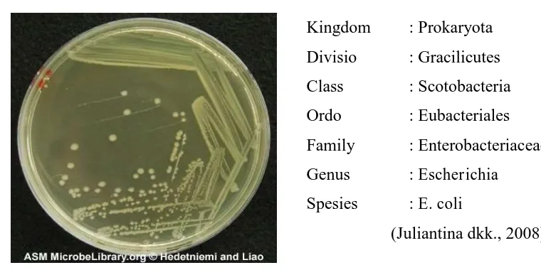 Gambar 5. E. coli pada media LA, inkubasi 37ºC selama 24 jam  (Hedetniemi dan Liao, 2006)