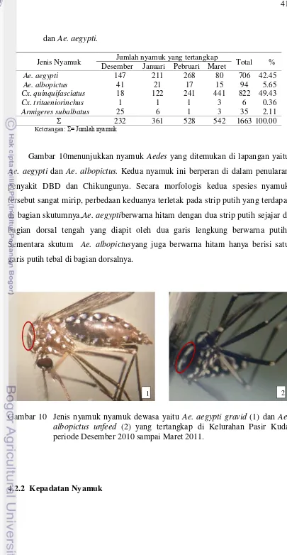 Gambar 10menunjukkan nyamuk Aedes yang ditemukan di lapangan yaitu 