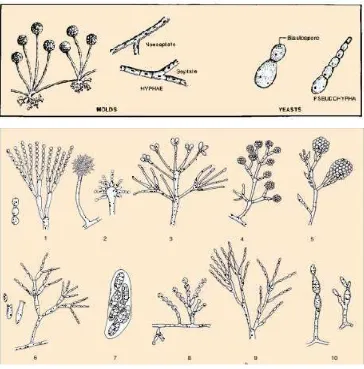 Gambar 1.4 beberapa jenis jamur yang sering dijumpai dalam berbagai substrat