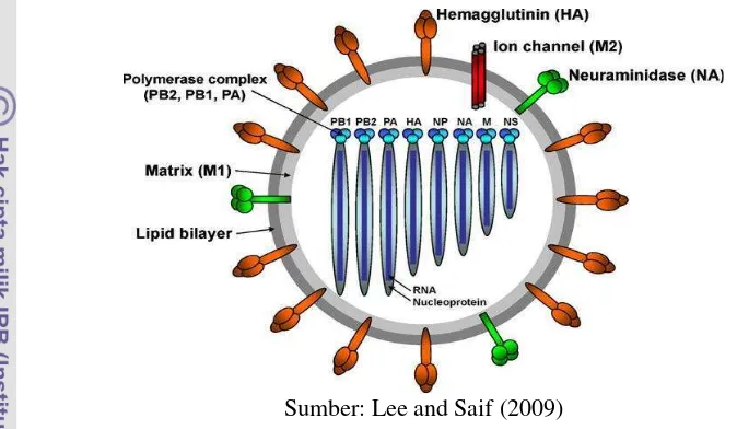 Gambar 1 Diagram skematik struktur virus influenza A 