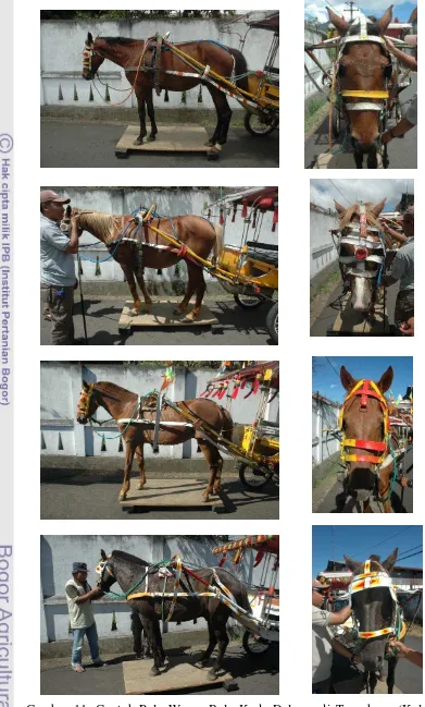 Gambar 11. Contoh Pola Warna Bulu Kuda Delman di Tomohon  (Koleksi 