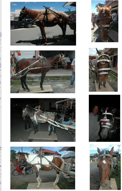 Gambar 13. Contoh Pola Warna Bulu Kuda Delman di Kabupaten Minahasa (Koleksi Pribadi B