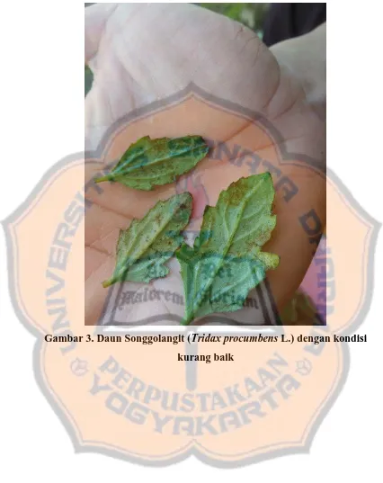 Gambar 3. Daun Songgolangit (Tridax procumbens L.) dengan kondisi 