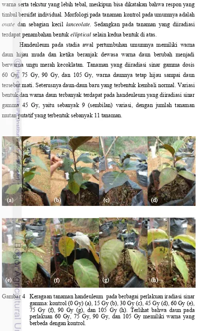 Gambar 4   Keragaan tanaman handeuleum  pada berbagai perlakuan iradiasi sinar gamma: kontrol (0 Gy) (a), 15 Gy (b), 30 Gy (c), 45 Gy (d), 60 Gy (e), 75 Gy (f), 90 Gy (g), dan 105 Gy (h)