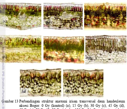 Gambar 13  Perbandingan struktur anatomi irisan transversal daun handeuleum 