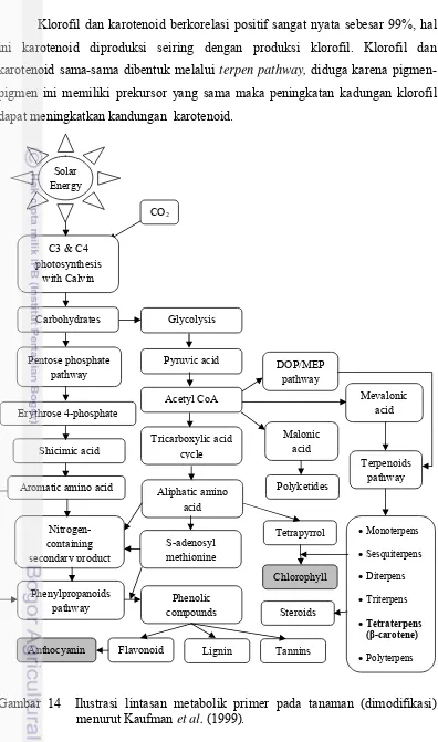 Gambar 14  Ilustrasi lintasan metabolik primer pada tanaman (dimodifikasi)         