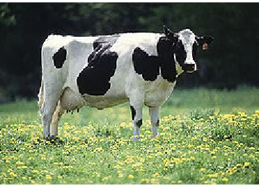 Gambar 2. Sapi Perah FH [Keith, 2007] 
