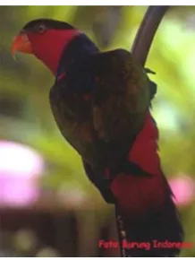 Gambar 1. Burung Nuri Merah Kepala Hitam 