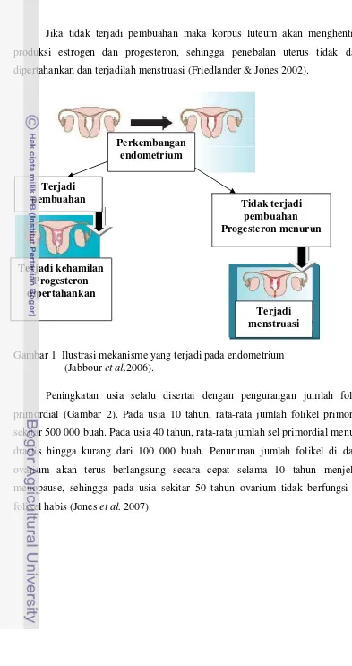 Gambar 1  Ilustrasi mekanisme yang terjadi pada endometrium  