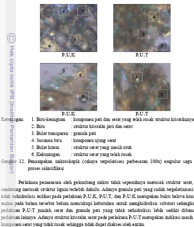 Gambar 12. Penampakan mikroskopik (cahaya terpolarisasi perbesaran 100x) empulur sagu setelah 