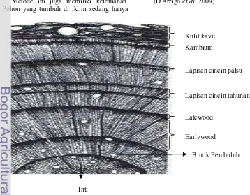 Gambar 2 Bagian melintang batang pohon berkambium (Bradley 1999).