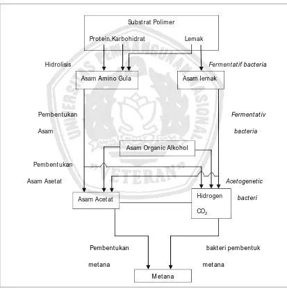 Gambar 2.2 Proses Produksi gas Metana /biogas (Hambali,2007) 
