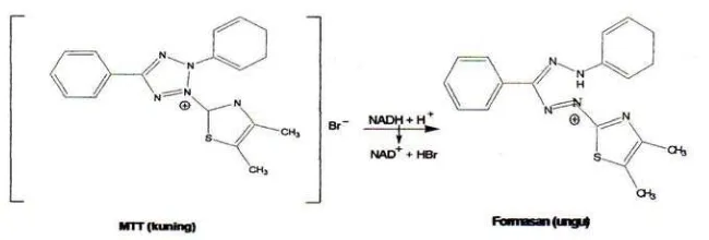 Gambar 3. Reaksi Reduksi MTT Menjadi formazan (Mosmann, 1983).