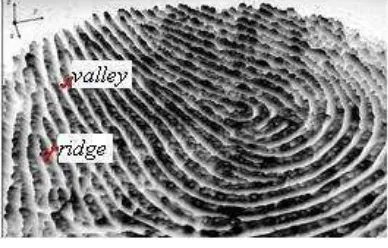 Gambar 1  Ridge (bukit) dan valley (lembah) pada citra sidik jari. 