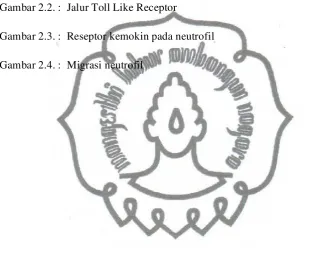 Gambar 2.2. :  Jalur Toll Like Receptor