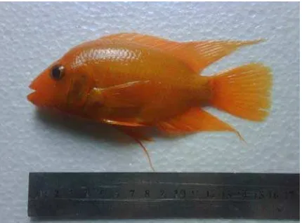 Gambar 1. Ikan oskar (Amphilophus citrinellus) 