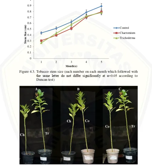 Figure 4.4. Growth comparasion between treatments after 5 months plantation. 