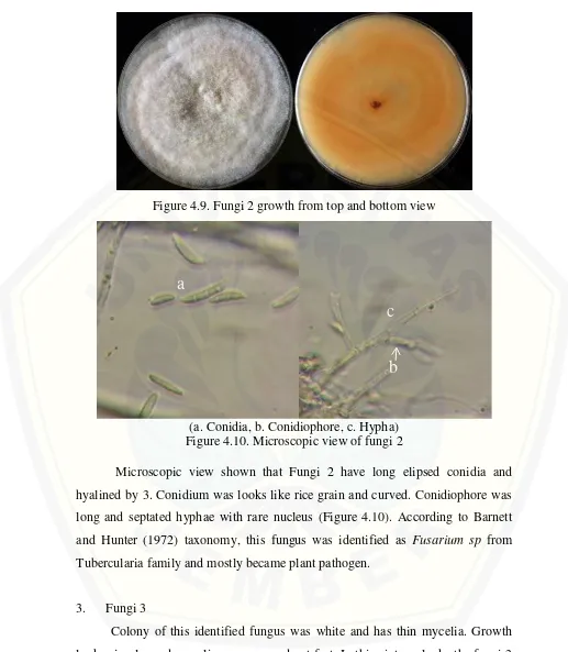 Figure 4.9. Fungi 2 growth from top and bottom view 