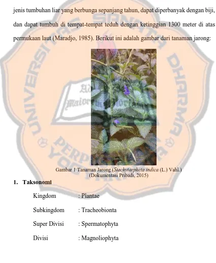 Gambar 1 Tanaman Jarong ( Stachytarpheta indica (L.) Vahl.) (Dokumentasi Pribadi, 2015) 