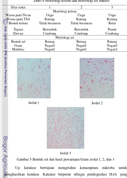 Tabel 9 Morfologi koloni dan morfologi sel bakteri 