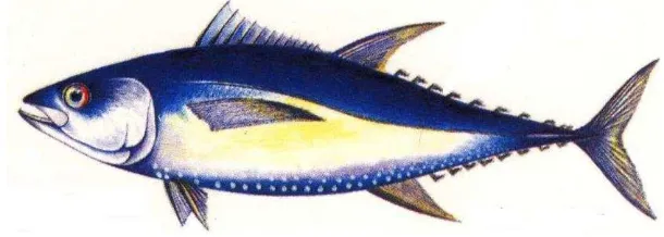 Gambar 1 Ikan tuna (Thunnus sp) (Destin Florida Fishing 2005). 