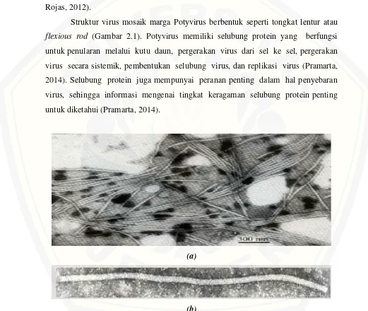 Gambar 2.1 Partikel virus marga Potyvirus a. Partikel murni  Sugarcane Mosaic Virus didalam jaringan daun jagung (Sumber: Ye et al., 2002), b