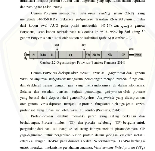Gambar 2.2 Organisasi gen Potyvirus (Sumber: Pramarta, 2014) 