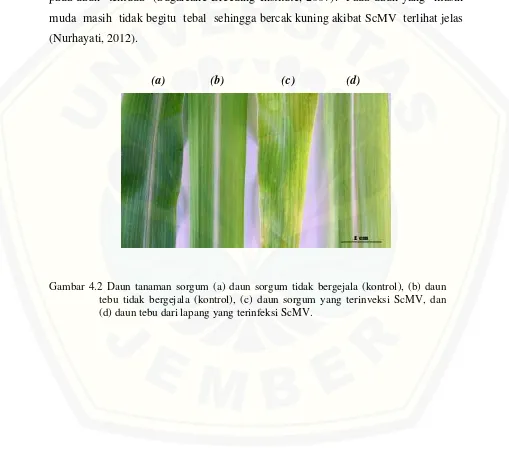 Gambar 4.2 Daun tanaman sorgum (a) daun sorgum tidak bergejala (kontrol), (b) daun 