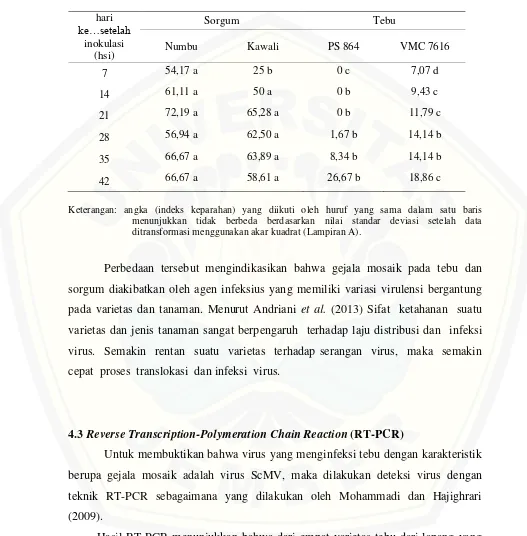 Tabel 4.1 Indeks keparahan (%) gejala mosaik sorgum dan tebu hasil inokulasi ulang 
