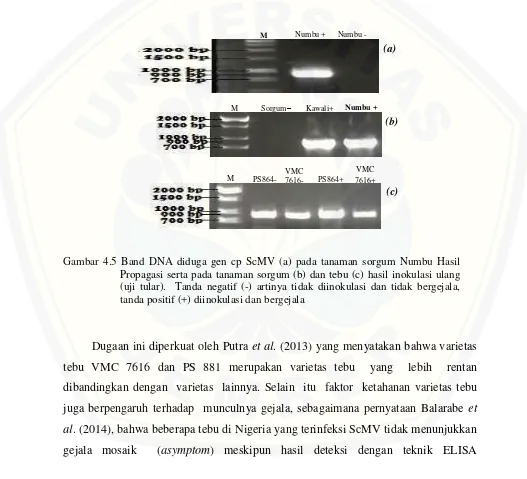 Gambar 4.5 Band DNA diduga gen cp ScMV (a) pada tanaman sorgum Numbu Hasil 