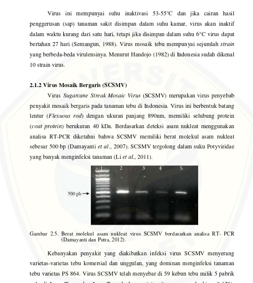 Gambar 2.5. Berat molekul asam nukleat virus SCSMV berdasarkan analisa RT- PCR 