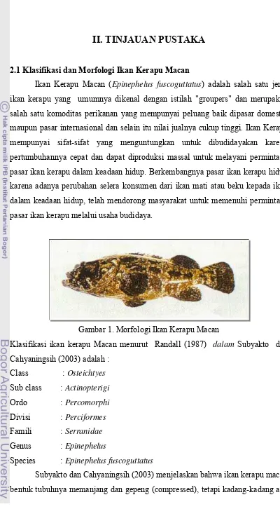 Gambar 1. Morfologi Ikan Kerapu Macan 