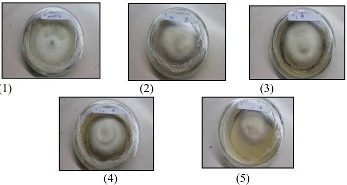 Gambar 3.Pengamatan Makroskopis Cylindrocladium sp (konsentrasi 0 mg/ml (1), 0.5 mg/m(2), 1.0 mg/ml (3), 1.5 mg/ml (4), 2.0 mg/ml (5).2.0 pada hari ke-20 pengamatan ke-V.) 