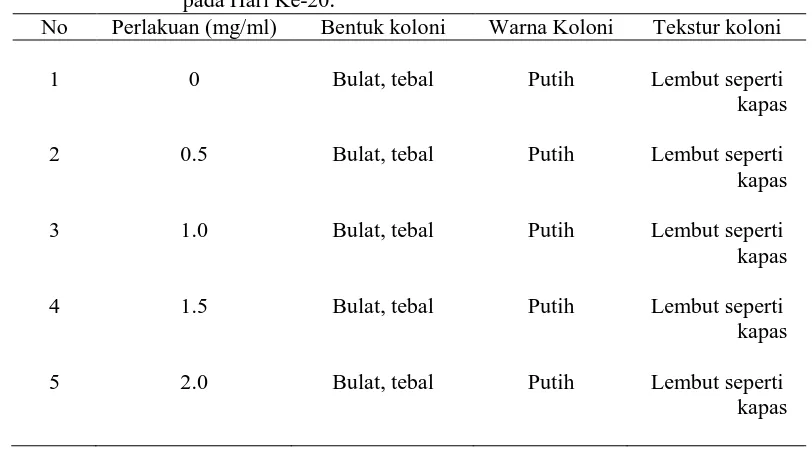 Tabel 1. Pengamatan  Bentuk, Warna dan Tektur Koloni Cylindrocladium sp. pada Hari Ke-20