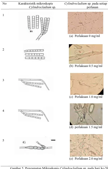 Gambar 5. Pengamatan Mikroskopis Cylindrocladium sp. pada hari ke-20 dengan  pembesaran 100x